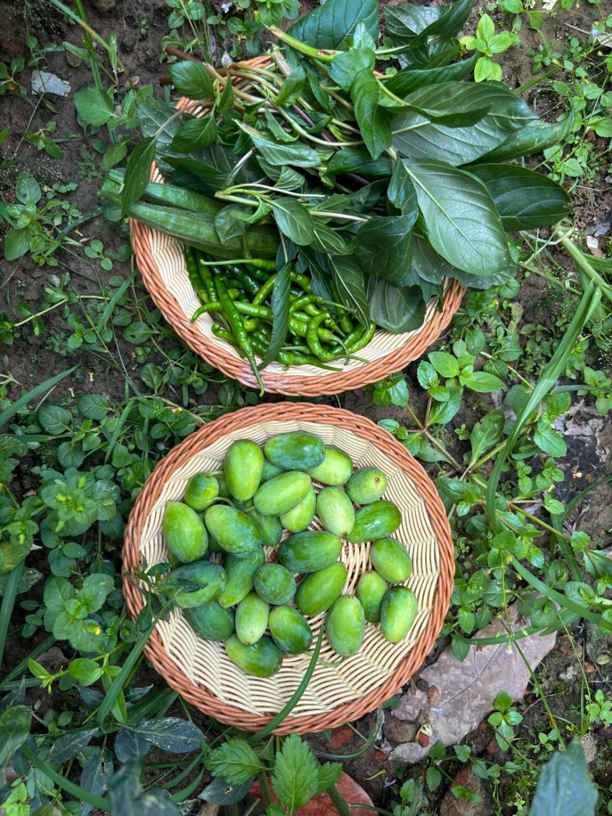Greenland Safari, Sauraha Exterior photo