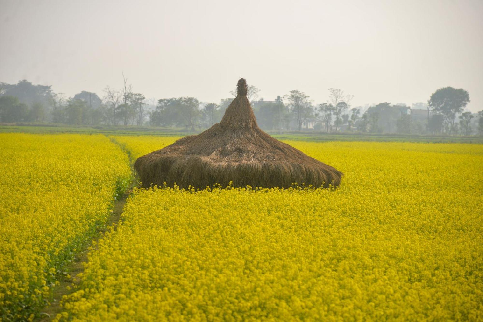 Greenland Safari, Sauraha Exterior photo